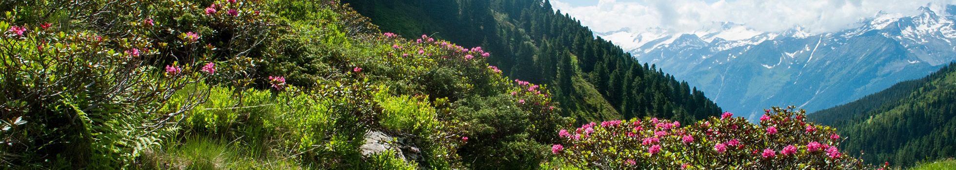 HOCHSCHWAB-APOTHEKE“ in Aflenz und Thörl - Die Apotheke im Aflenzer Becken